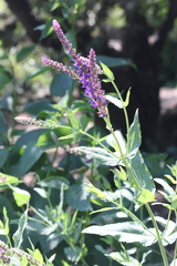 Salvia nemorosa