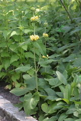Phlomis viscosa