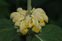 Phlomis viscosa