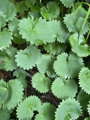Micranthes fusca, photograph Илья Руденко, CC BY, iNaturalist via GBIF