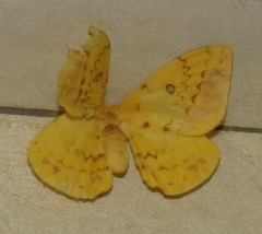 Tagoropsis flavinata