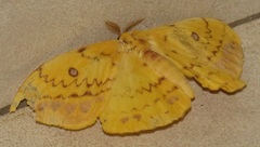 Tagoropsis flavinata