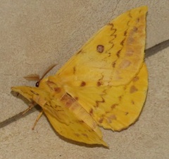 Tagoropsis flavinata