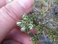 Brachyglottis cassinioides