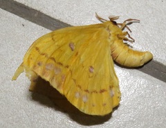 Tagoropsis flavinata