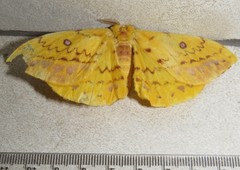 Tagoropsis flavinata