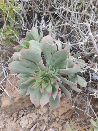 Aeonium percarneum