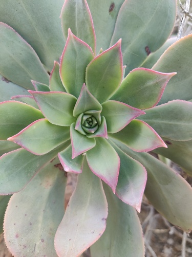 Aeonium percarneum