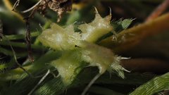 Pectocarya platycarpa