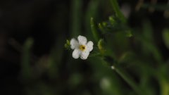 Pectocarya platycarpa