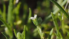 Pectocarya platycarpa