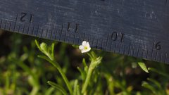 Pectocarya platycarpa