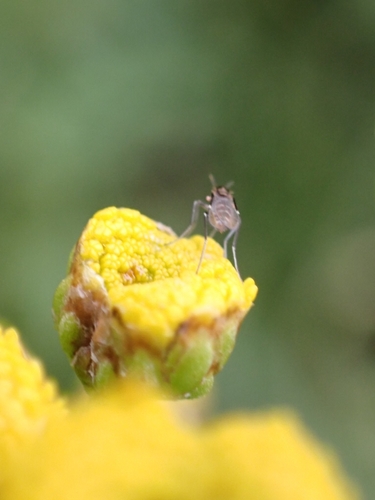 Ozirhincus longicollis