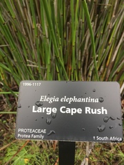 Elegia elephantina