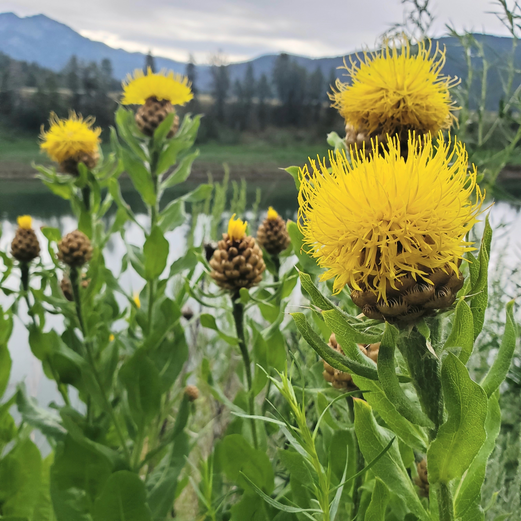 Centaurea macrocephala