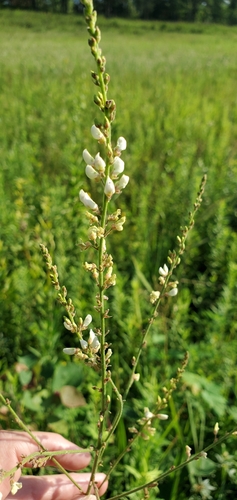 Image of Desmodium sessilifolium by (c) Edie, some rights reserved (CC BY)