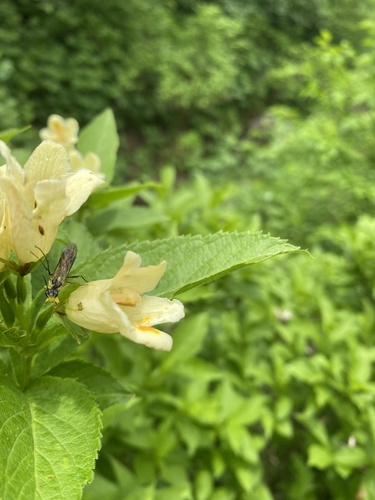 Macrodiervilla middendorffiana iNat (3)