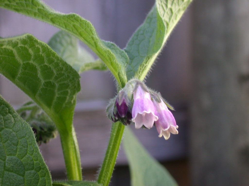 Symphytum X uplandicum