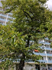 Cerasus