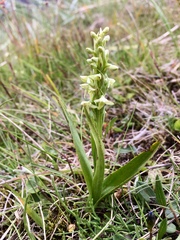 Platanthera hyperborea
