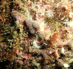 Botryllus