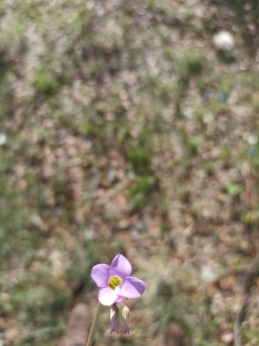 Image of Oxalis decaphylla by (c) Favian Flores Medina, some rights reserved (CC BY)