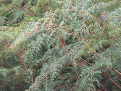 Poodytes punctatus punctatus