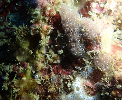 Botryllus