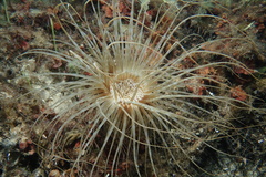 Image of Cerianthus membranaceus