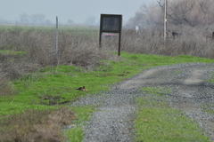 Otospermophilus beecheyi