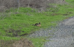 Otospermophilus beecheyi