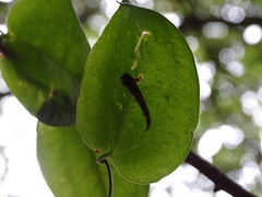 Arctopoda maculosa