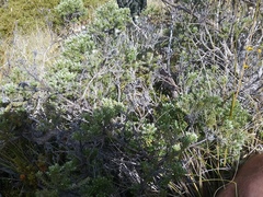 Brachyglottis cassinioides