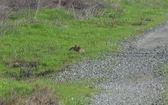 Otospermophilus beecheyi