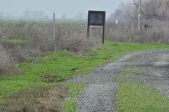 Otospermophilus beecheyi