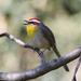 Rufous-capped Warbler - Photo (c) rociobritogarcia, some rights reserved (CC BY-NC), uploaded by rociobritogarcia