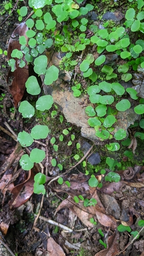 Juno's-hair fern (Adiantum capillus)