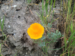 Eschscholzia lemmonii