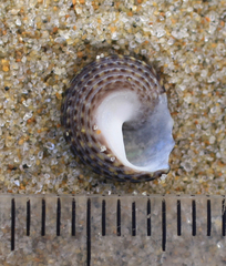 Diloma bicanaliculatum