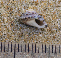 Diloma bicanaliculatum