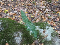 Blechnum hastatum