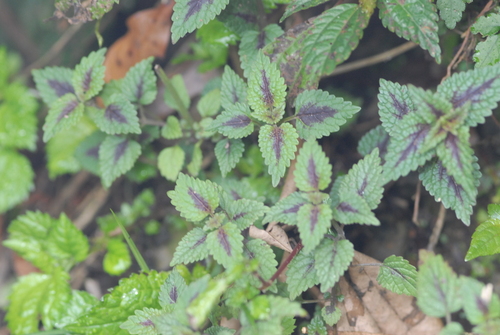 Image of Small-Flowered Melissa (Melissa axillaris) by (c) 潘立傑 LICHIEH_PAN, some rights reserved (CC BY)