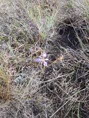 Moraea elliotii