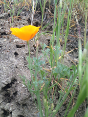Eschscholzia lemmonii