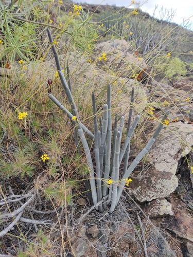 Ceropegia fusca