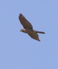 Accipiter cooperii