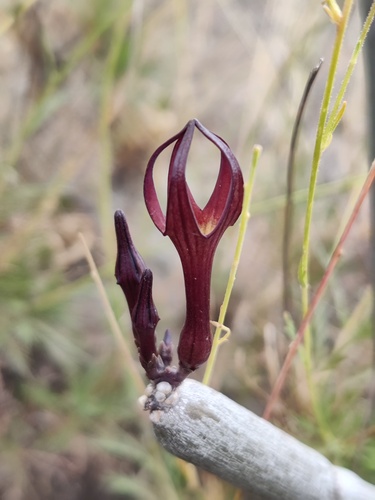 Ceropegia fusca