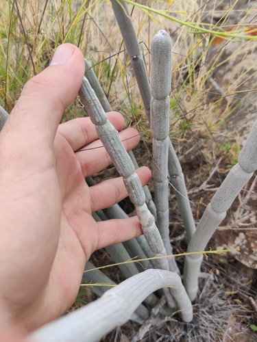 Ceropegia fusca