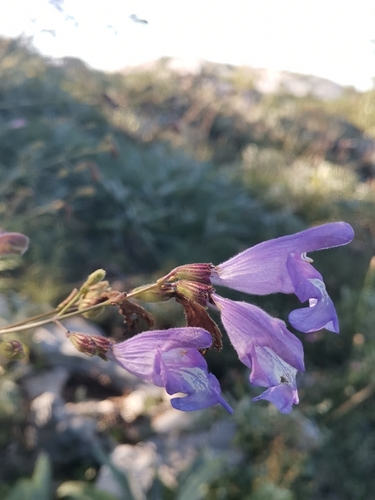 Dinaric Karst Sage (Salvia brachyodon)