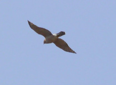 Accipiter cooperii